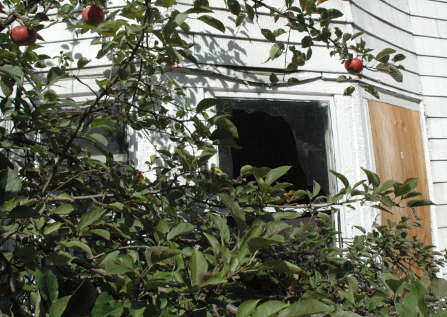 Apple tree by board-up on Terrace ...